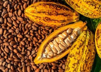 Farmers, Stakeholders Call For Board To Regulate Cocoa Industry