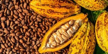 Farmers, Stakeholders Call For Board To Regulate Cocoa Industry
