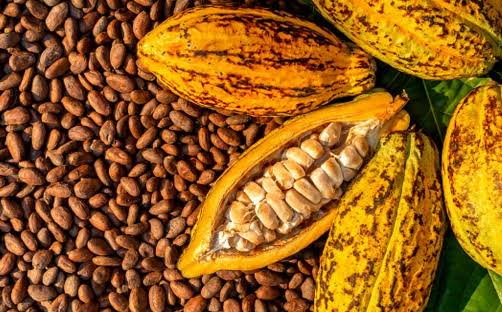 Farmers, Stakeholders Call For Board To Regulate Cocoa Industry
