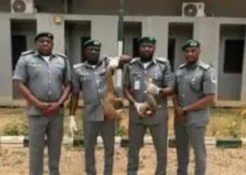 Customs Intercepts Live Pangolin Smugglers In Major Wildlife Trafficking Crackdown