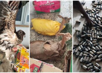 Customs Intercepts Psychoactive Substances, Endangered Wildlife In Borno