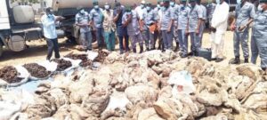 NCS Seizes Smuggled Donkey Skin, PMS Worth N98.3 Million In Adamawa