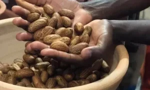 Health Benefits And Side Effects Of Bitter Kola