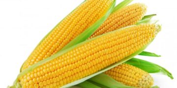 It’s The Season Of Corn
