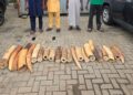 Customs, NESREA Bust Wildlife Trafficking Syndicate, Seize Elephant Tusks Worth N126m