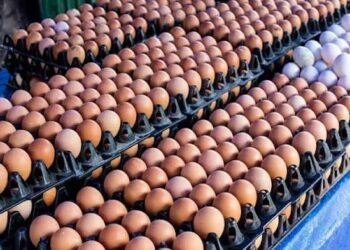 Farmers Seek Action On Egg Glut, Say Nigerian Cant Afford Eggs Anymore