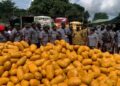 Customs Hands Over 6,981 Parcels, Sacks Of Marijuana To NDLEA In Ogun