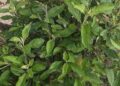 The Good Old Bitter Leaf