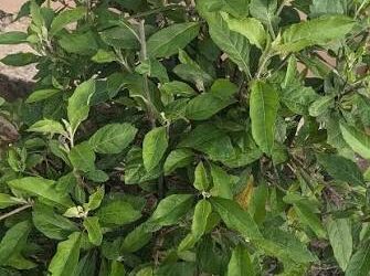 The Good Old Bitter Leaf