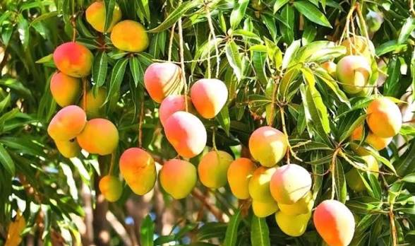Mango