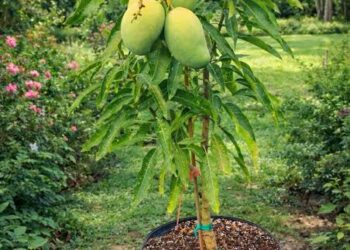 Nigeria’s Mango Industry Can Drive Food Security, Create Jobs- FG
