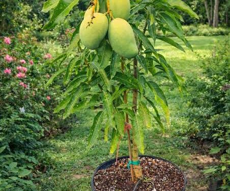 Nigeria’s Mango Industry Can Drive Food Security, Create Jobs- FG