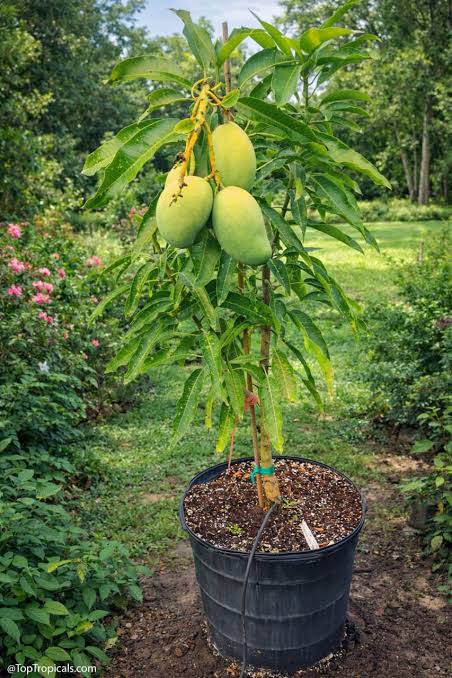 Nigeria’s Mango Industry Can Drive Food Security, Create Jobs- FG