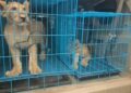 Customs Intercepts Trafficking Ring at Abuja Airport, Rescues Two Rare Lion Cubs