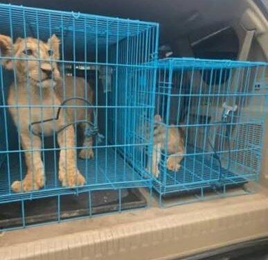 Customs Intercepts Trafficking Ring at Abuja Airport, Rescues Two Rare Lion Cubs