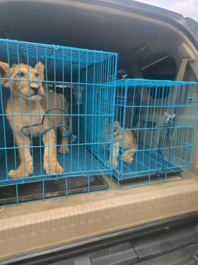 Customs Intercepts Trafficking Ring at Abuja Airport, Rescues Two Rare Lion Cubs
