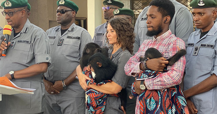 Customs Intercepts N2.16bn Contraband, Including Wildlife, Drugs In Kano, Jigawa 