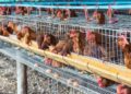 Poultry Industry Fastest Pathway To Food Security, Job Creation – PAN President