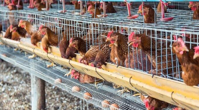 Poultry Industry Fastest Pathway To Food Security, Job Creation – PAN President
