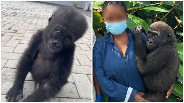 Nigeria Customs Repatriates Rescued Gorilla To Republic Of Congo