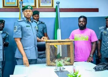 Customs Intercepts 3 Live Pangolins In Ogun
